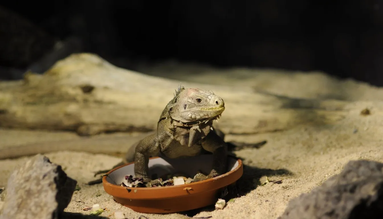 A young iguana beside a food dish in a terrarium