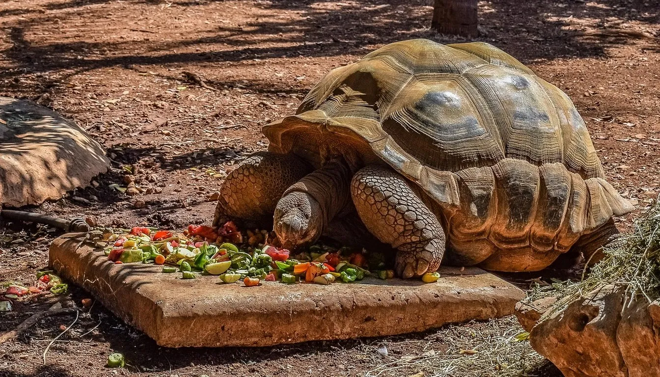 A tortoise eating chopped vegetables from a paver
