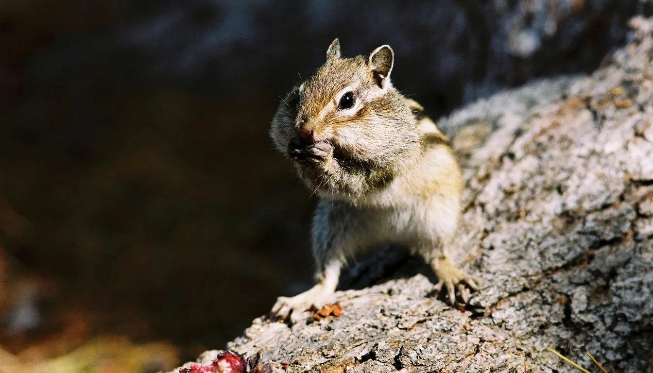 A chipmunk nibbling food on a tree trunk