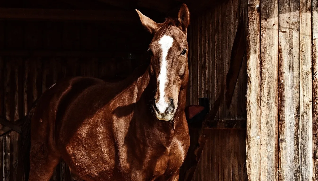 A horse looking out from a stable door